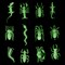Glow in the Dark Insects - 144 Pieces - Party Favor and Prank Toys - Assorted Reptiles and Bugs Toys Great for Halloween, Birthday Parties, Piatas, Prizes and More - by Skeleteen